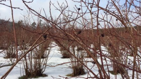 Galls hang from blueberry bushes on WMUK correspondent Joan Donaldson's organic blueberry farm