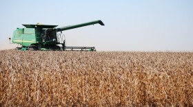 A combine harvesting a field of soybeans