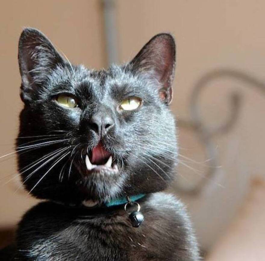 Mr. Biggles "does have a secret soft side," writes Brett. For instance, he likes stalking chickens.