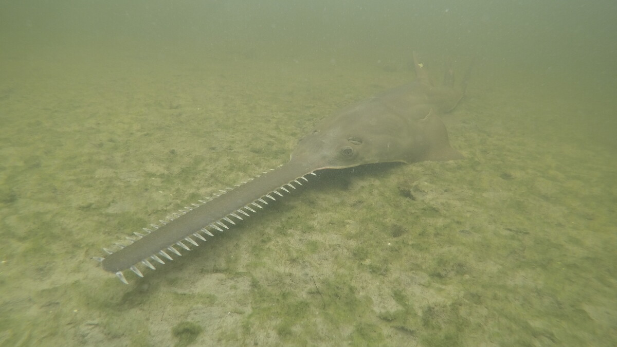 Fewer 'spinning' fish, sawfish deaths hoped, FWC says - Vimarsana News