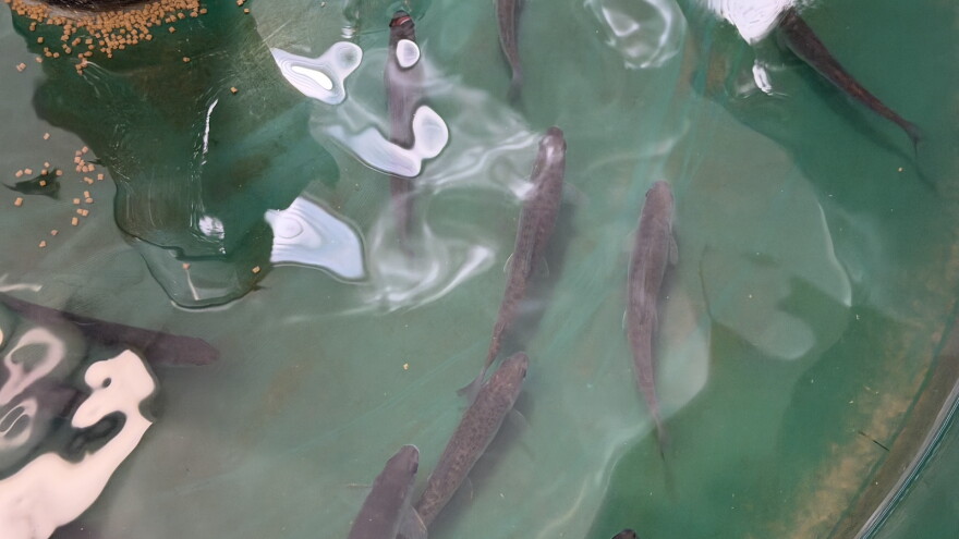 Young Arctic grayling swim in holding tanks at a Grand Traverse Band of Ottawa and Chippewa Indians streamside rearing facility near Traverse City. (Photo credit: Vivian La/IPR News)