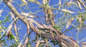 Locust swarm on tree