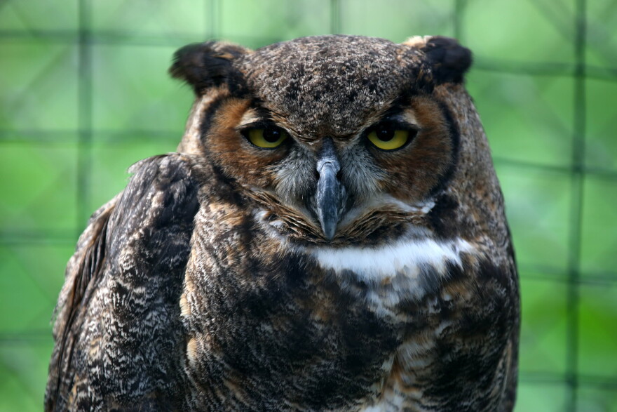 A great horned owl named Icarus rests while in captivity in Hueston Woods State Park near Oxford, Ohio, on Sunday, June 29, 2014. Icarus receives care at Hueston Woods State Park's Nature Center as part of its raptor rehabilitation program. Icarus was blown out of her nest when she was two weeks old and later was rescued.