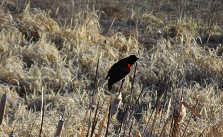 Red-winged blackbirds are one of the most recognizable species on the marshes at the Swaner Preserve.