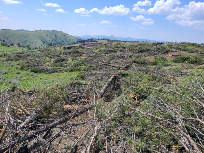 Crews spend eight hours a day cutting down Juniper trees in targeted areas.