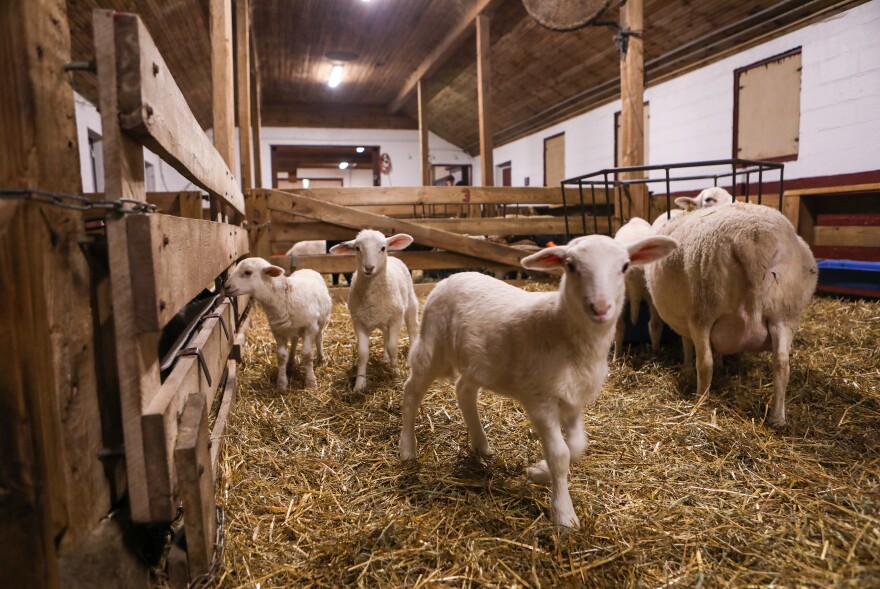 Baby lambs head to their own pen to eat pellets. The class has seen an unusually high number of triplets this year.