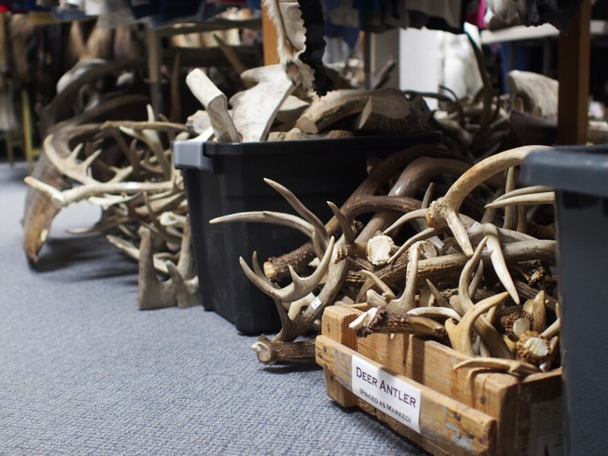Boxes of deer, caribou, and moose antlers are sold at the Alaska Fur Exchange in Anchorage, some as pet chews, others as souvenirs or material for crafts.