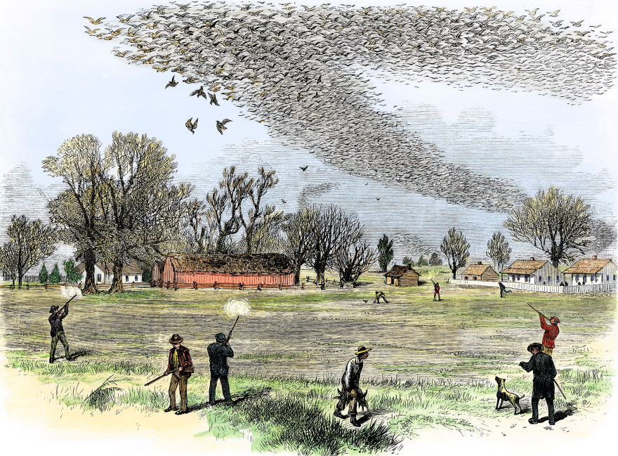 An 1875 painting of a passenger pigeon flock being hunted in Louisiana. (credit: Smith Bennett / Wikimedia Commons)