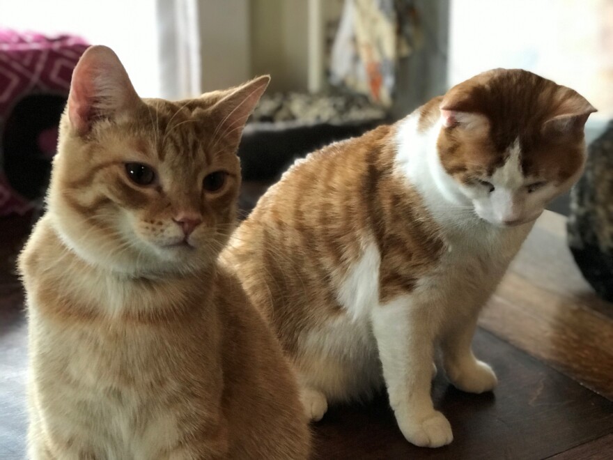 Two kitties hanging out on a table by a window in “Give Purrs A Chance.”