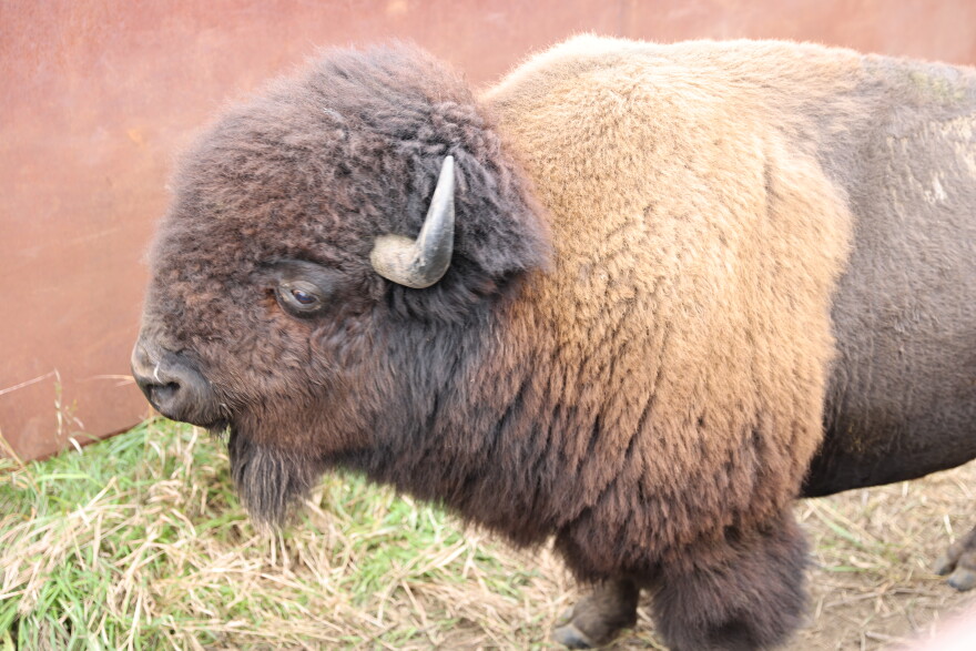 More thank 200 bison graze the Broken Kettle Grassland Preserve. Officials from The Nature Conservancy round them up each fall for health checks, counts, and distribution to other herds.