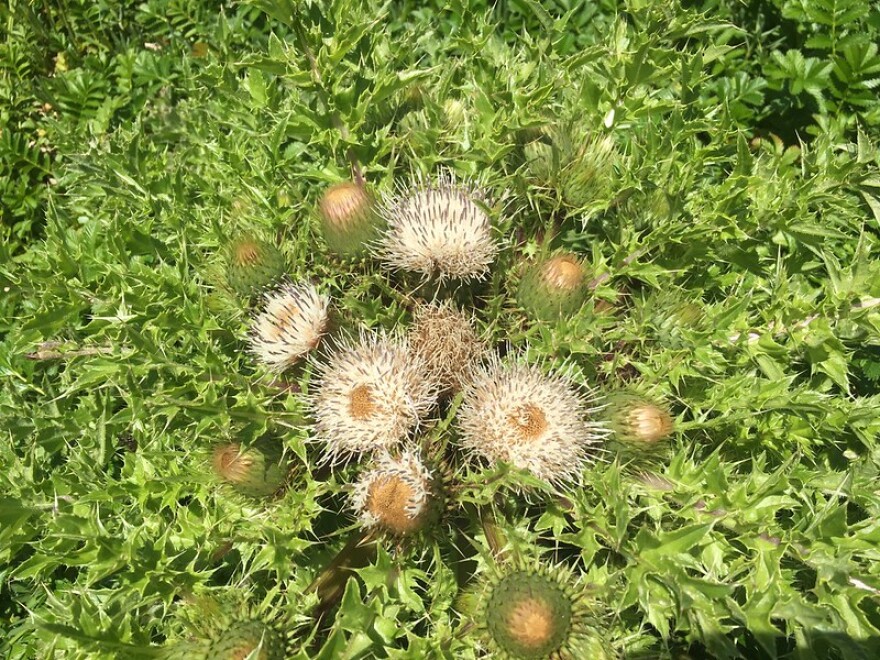 The endangered La Graciosa Thistle plants are only found in the Guadalupe-Nipomo Dunes