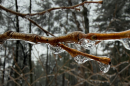 A knobbly twig is covered in glassy ice in a winter forest.