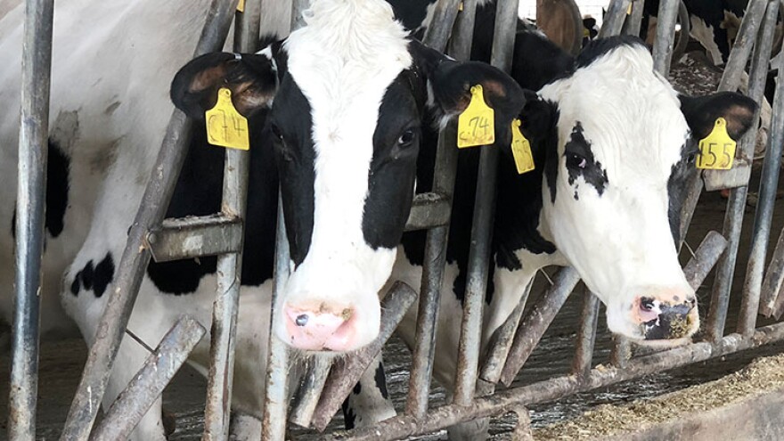 Hoosier dairy farmers remain hopeful additional markets will open, despite a surplus of milk at home.