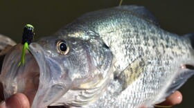 Crappie
