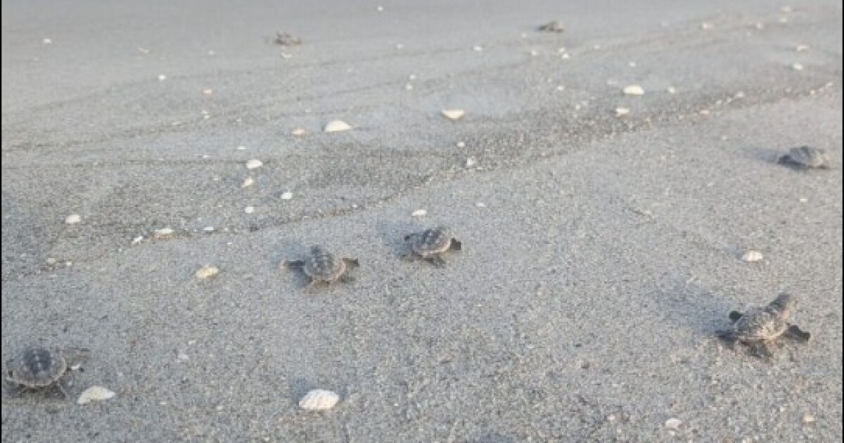 Loggerheads set to break single-season record for sea turtle nests on Sanibel and Captiva islands