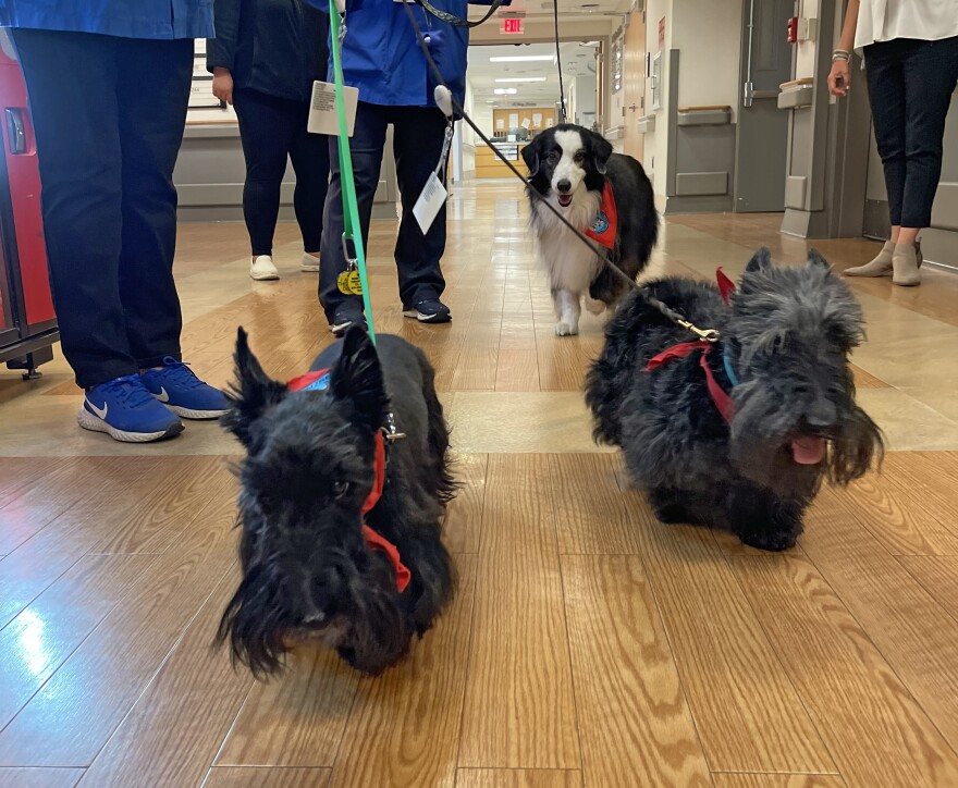 Two black dogs followed by a black and white dog being walked on leashes in the Mount Nittany Medical Center.