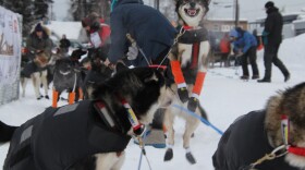 A dog in a harness leaps up into the air