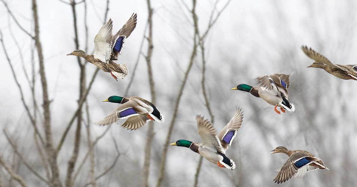 Why Arkansas’ best duck hunting woods are drowning