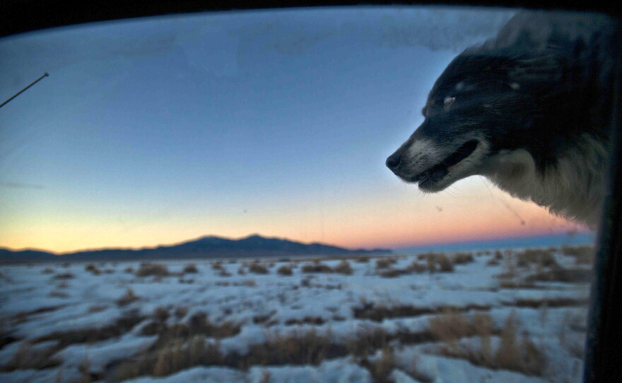 Tippy the border collie rides in the back of Dave Baker's truck as he prepares the ranch for the day.