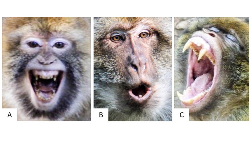 Never take Barbary macaques — or any nonhuman primate for that matter — at face value. That "smile" does not mean what you think it does.