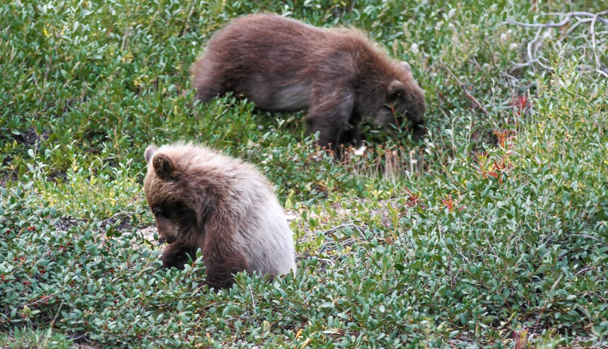 Two bear cubs crouched in some berry bushes with their heads down. 