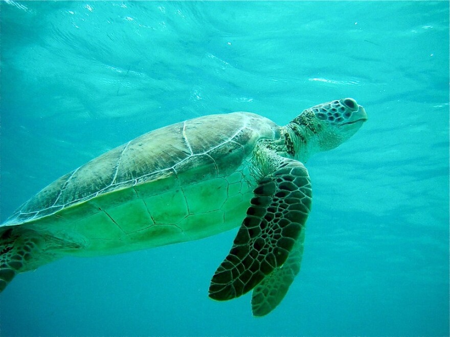 Sea Turtle