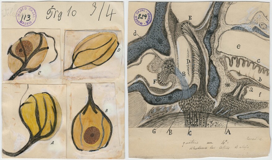 Calyces (left) resemble the base of flower petals. These cells help the brain perceive sound and locate where it's coming from. On the right, the labyrinth of the inner ear, which contains the sensory structures for balance and hearing.