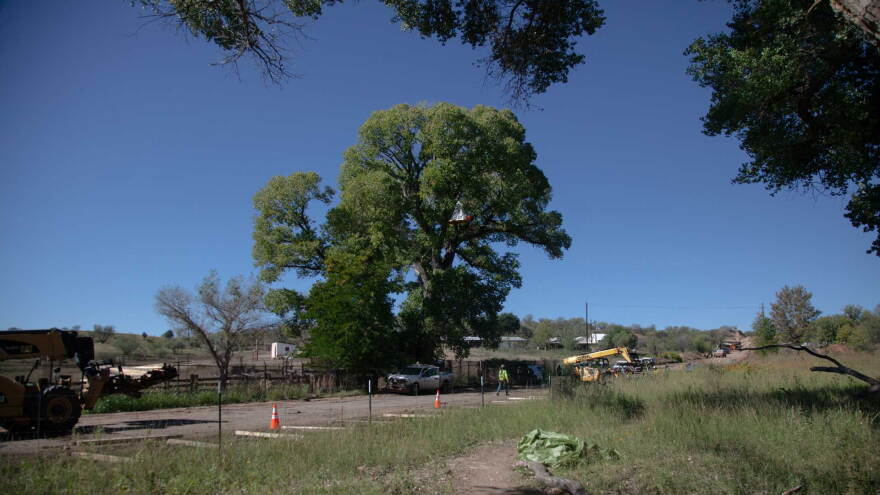 La Noria Tree