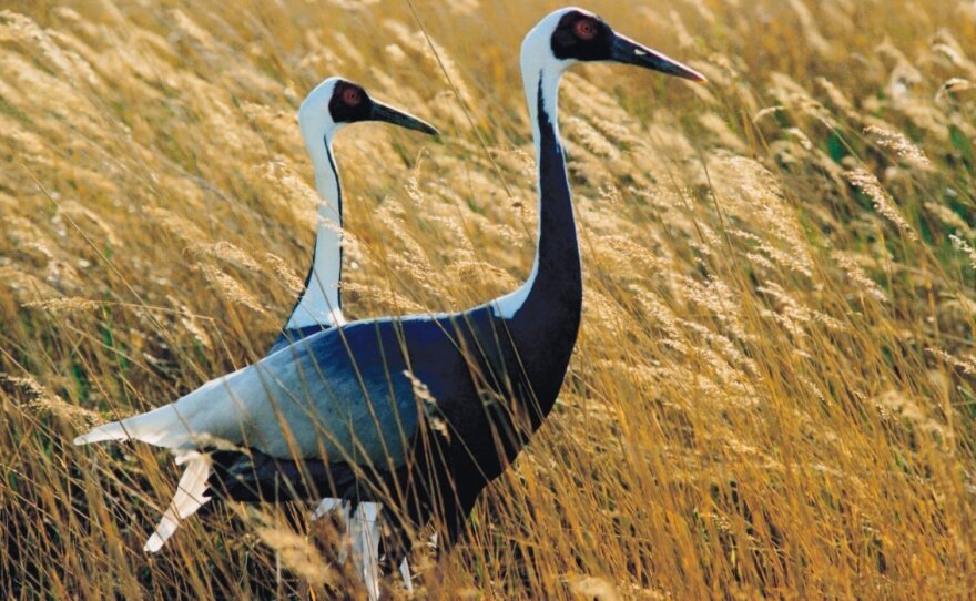 About 3,000 white-naped cranes migrate across the Korean peninsula every year — and several hundred winter over in the Demilitarized Zone between North and South Korea.