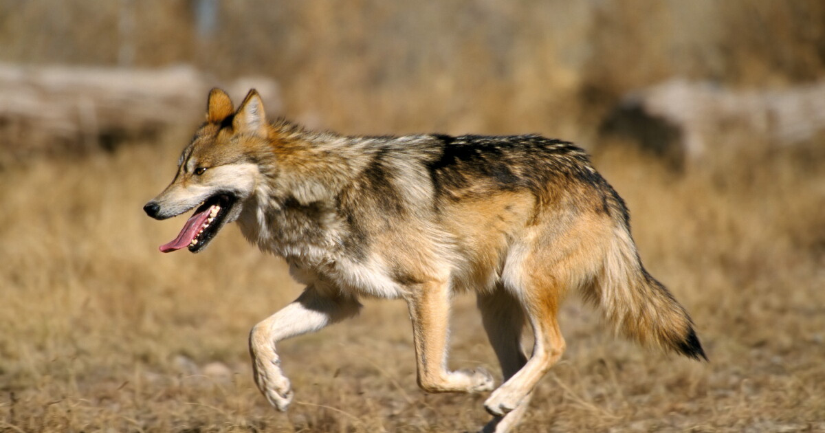Five Wolf Pups Release Sparks Hope for Conservation