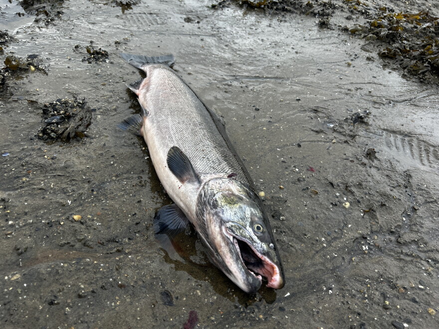 A coho salmon laid on the sandy mud, mouth open.