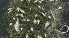  Dead fish are visible in the water at North Shore Park on Friday in St. Petersburg. The Sunshine City has become the epicenter of Tampa Bay's ongoing Red Tide crisis, and no one can say when it will get better.