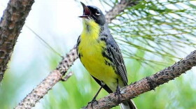 The endangered Kirtland's warbler, among other federally protected animal and plant species, could be delisted due to recovery. 