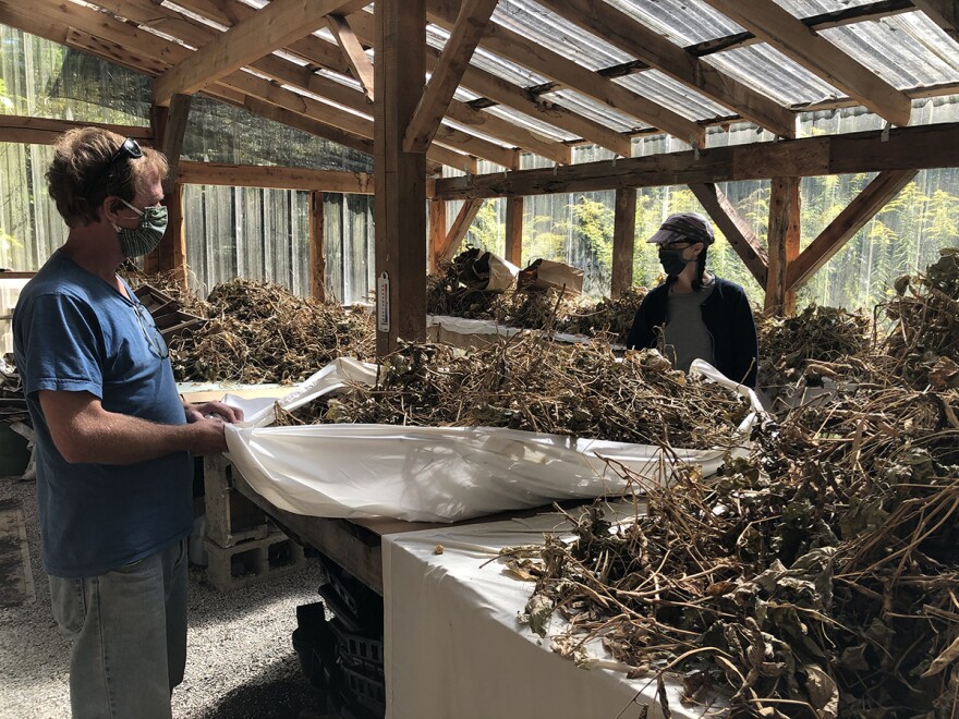 Sean and Denise Breeden-Ost gather the corners of a sheet filled with dried bean plants in order to take them outside to thresh.