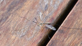 Mosquito