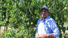 Sarb Johl stands in what’s left of his peach orchards in Marysville, California, on June 12, 2026. Johl had to cut down over half of his peach acreage after one of the largest canneries in the state filed bankruptcy earlier this year.