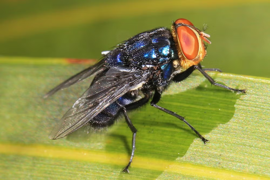 New World screwworm (NWS) fly (Cochliomyia hominivorax)