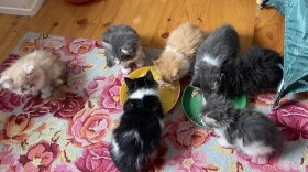 Kittens available for adoption at Cat Tree & Barkery's recent Petco pre-adoption event.