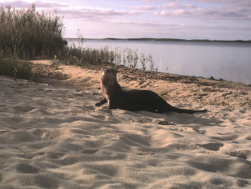 Coastal River Otter at Edgartown Great Pond, Martha's Vineyard