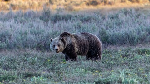 A blond grizzly bear stands in a meadow with sagebrush behind.