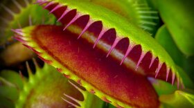 Photo: Venus Flytrap