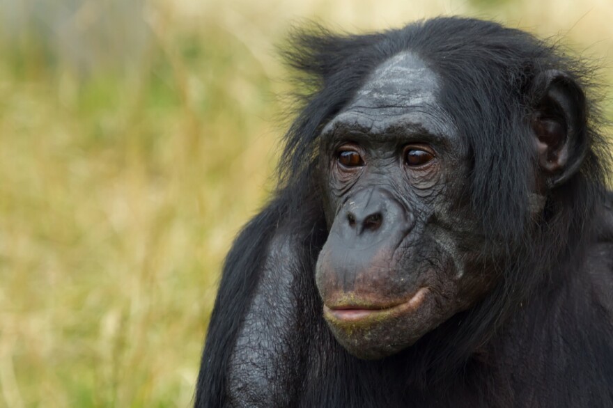 The bonobo monkey is one of our closest ape relatives.
