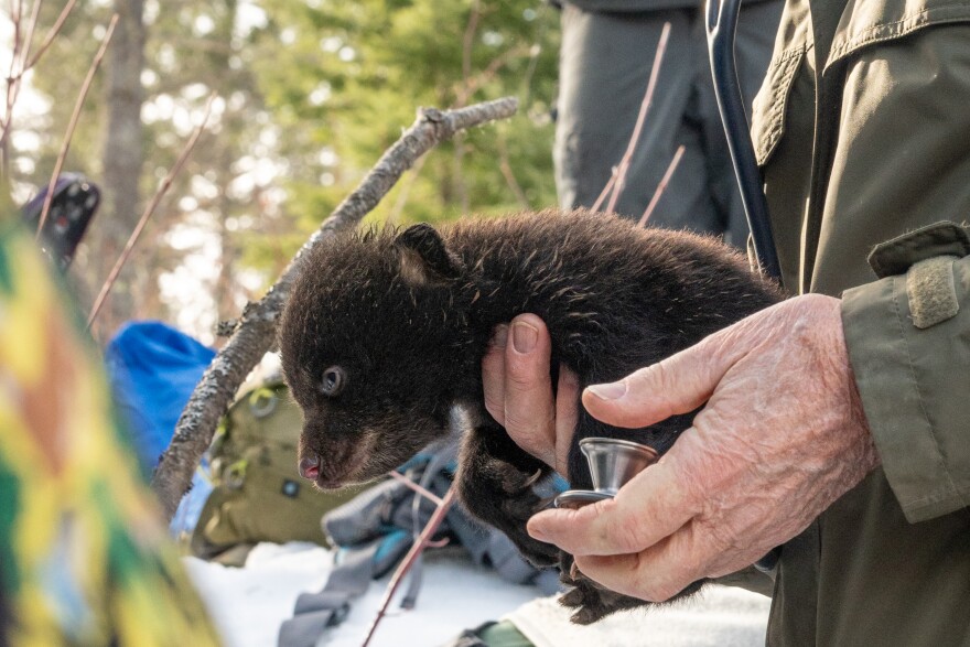 A person wearing a green uniform holds a tiny black bear cub with a stethoscope in their hand.