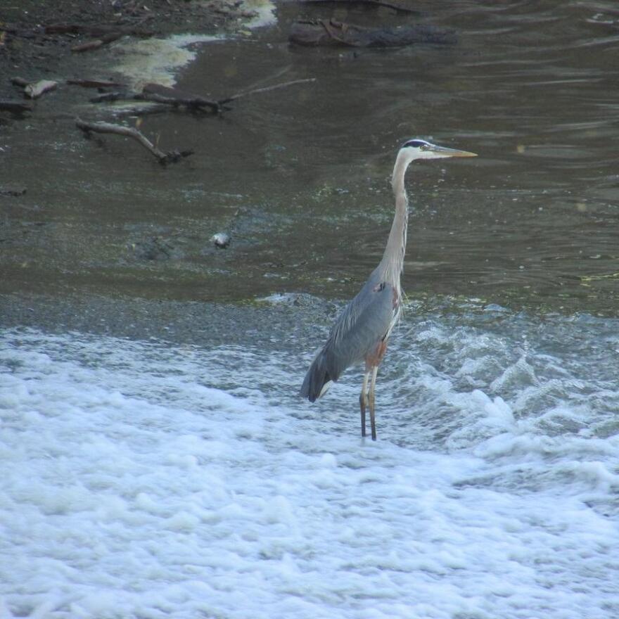 The project will improve water quality and animal habitats along the river.