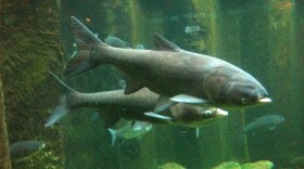 Asian Carp