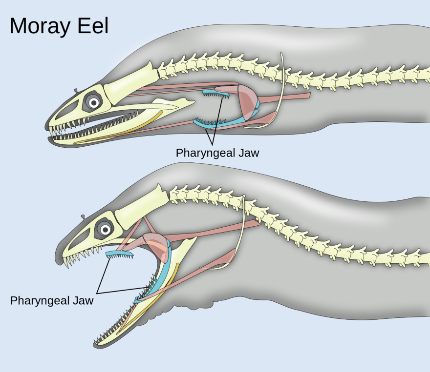1500px-Pharyngeal_jaws_of_moray_eels.svg__0.png