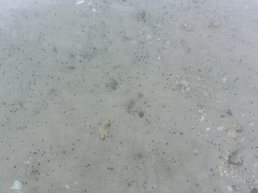 Snails on the bottom of Glen Lake, Michigan. (credit: Dan Wanschura / Points North)