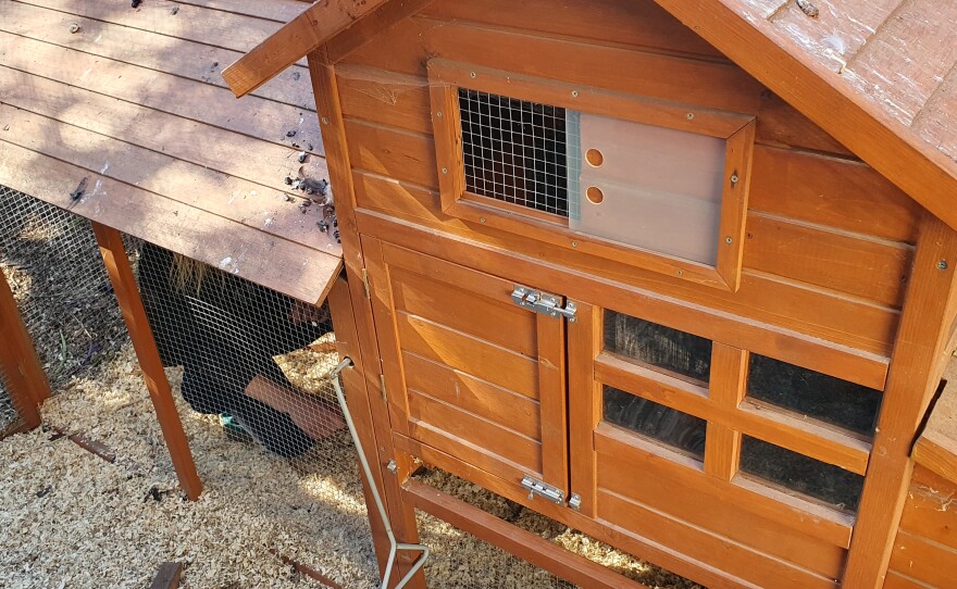 Just like people, these urban chickens have a much smaller house than the ones in Lompoc.