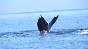 A whale dives down after being spotted by researchers aboard the Makana.