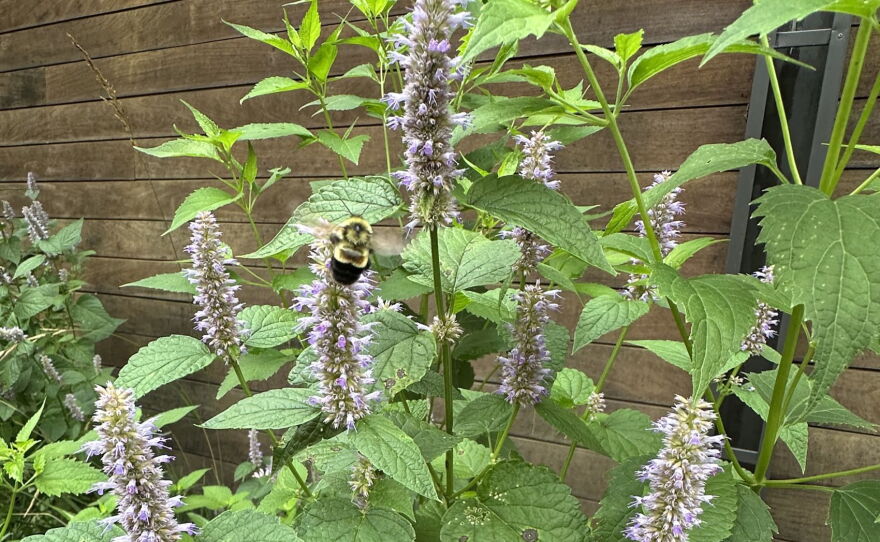 Linn County resident Ann Hammond spotted a rusty patched bumblebee in August 2021, a few years after beginning native habitat restoration on her property.
